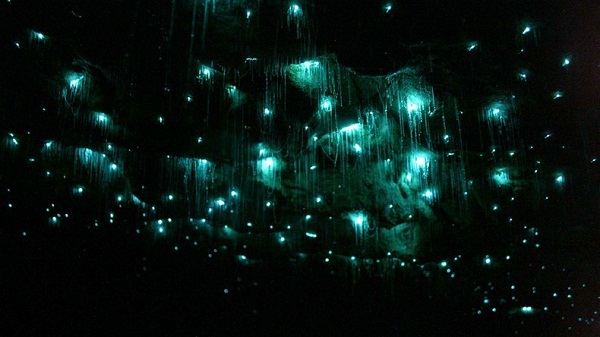 Glowworm Caves (Hang Đom Đóm)