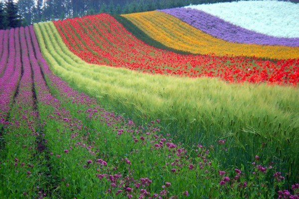 Rực rỡ sắc hoa Hokkaido