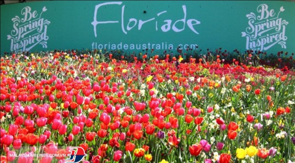 lễ hội hoa Floriade