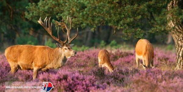 Công viên quốc gia Hoge Veluwe